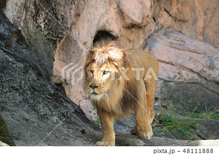 ライオン らいおん 雄ライオン ライオンの全身 アフリカライオンの写真素材 ライオン らいおん 雄ライオン ライオンの全身 アフリカライオンの写真素材