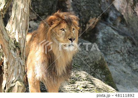 ライオン らいおん 雄ライオン ライオンの全身 アフリカライオンの写真素材 ライオン らいおん 雄ライオン ライオンの全身 アフリカライオンの写真素材