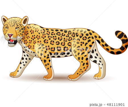 Cartoon Leopard Isolated On White Backgroundのイラスト素材