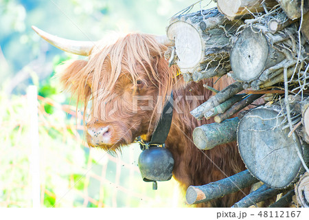 Highlands cow with cowbell at the neck Highlands cow with cowbell at the neck 48112167