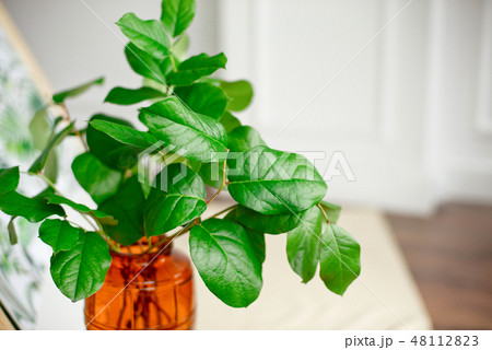 Decor for the Easter holiday, a vase with green leaves and mimosa flowers. 48112823