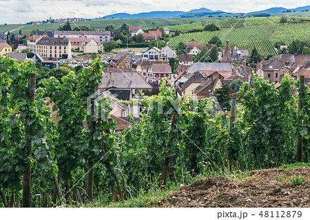 grape fields in Burgundy 48112879