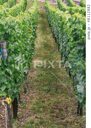 grape bush close-up grape bush close-up 48112882