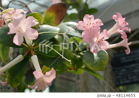 シャクナゲ ピンクの花 シャクナゲ ピンクの花 48114655