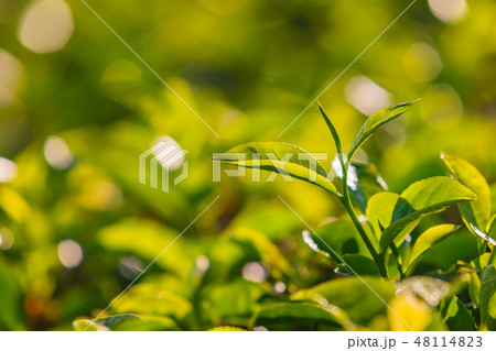 Fresh green tea leaves close up at sunrise 48114823