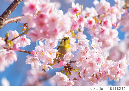 早咲きの伊東小室桜と可愛いメジロの写真素材