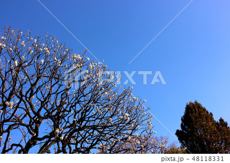 もうすぐ満開になる福蔵院の梅(1) 48118331