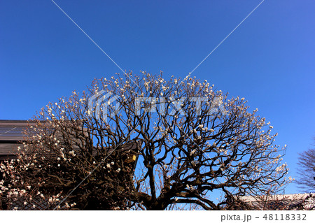 もうすぐ満開になる福蔵院の梅(2) 48118332