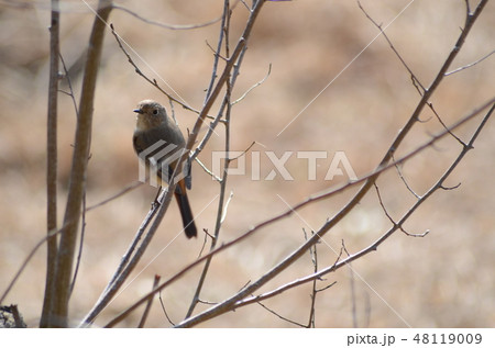 野鳥 ジョウビタキ 野鳥 ジョウビタキ 48119009
