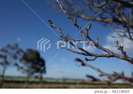 公園の木 48119085