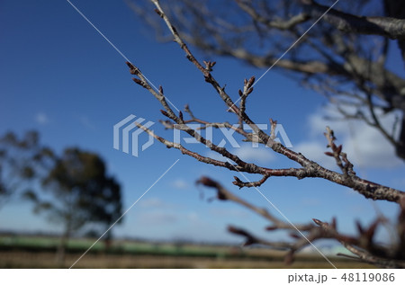 公園の木 公園の木 48119086