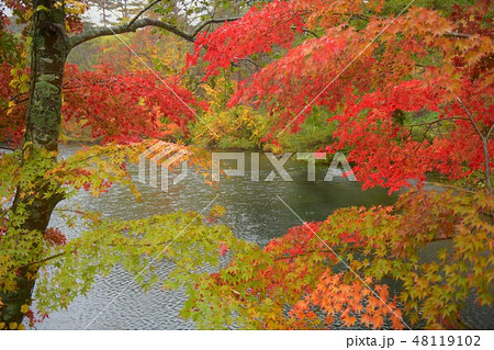 雨の紅葉 雨の紅葉 48119102