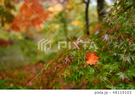雨の紅葉 48119103
