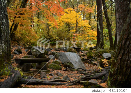 雨の紅葉 48119104