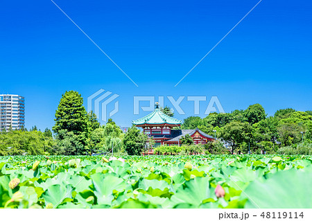 東京　上野公園　不忍池 48119114
