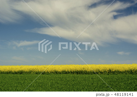 Springtime in Roztocze, Poland with rape flowers Springtime in Roztocze, Poland with rape flowers 48119141