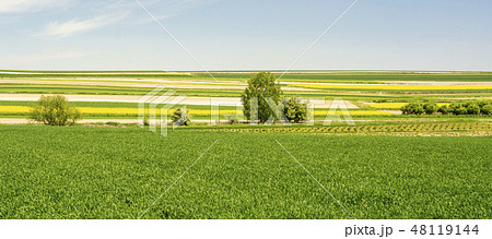 Springtime in Roztocze, Poland with rape flowers 48119144