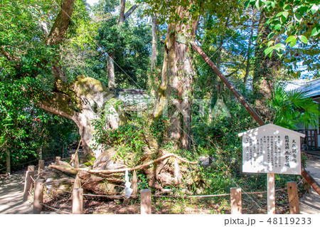 天然記念物　能因法師　雨乞いの楠 48119233