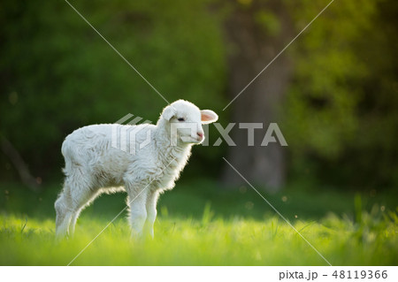 cute little lamb on fresh green meadow cute little lamb on fresh green meadow 48119366