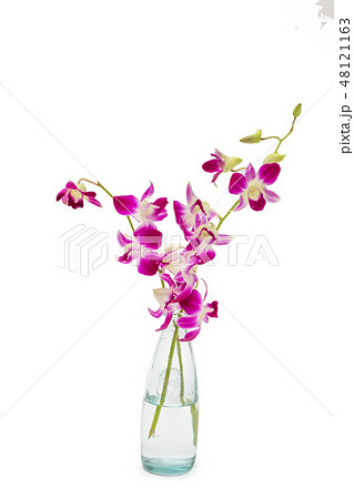 デンファレ Orchid of fellow デンファレ Orchid of fellow 48121163