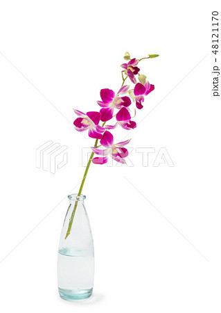 デンファレ Orchid of fellow デンファレ Orchid of fellow 48121170