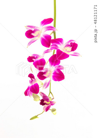 デンファレ　Orchid of fellow  48121171