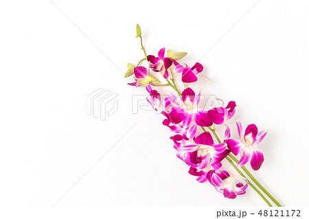 デンファレ　Orchid of fellow  48121172