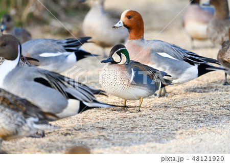 トモエガモ 48121920