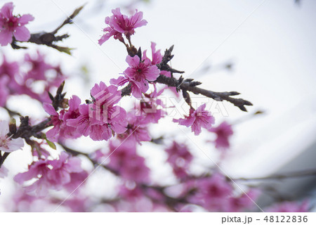 桜 さくら サクラ 48122836