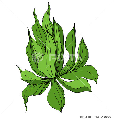 Vector Jungle botanical succulent flower. Engraved ink art illustration. Isolated succulents Vector Jungle botanical succulent flower. Engraved ink art illustration. Isolated succulents 48123055