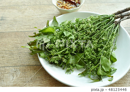 Siamese neem tree dipping with sweet fish sauce 48123446