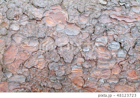 Tree bark surface Tree bark surface 48123723