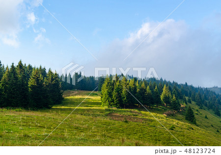 Mountain meadow and conifers Mountain meadow and conifers 48123724