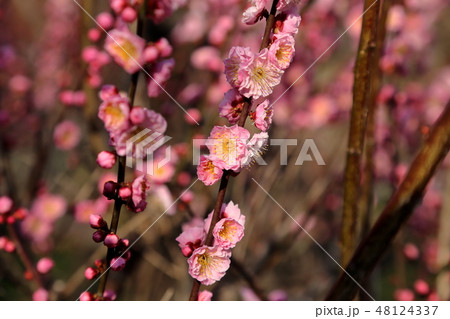 大牟田市 普光寺 梅の花、 大牟田市 普光寺 梅の花、 48124337