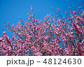 紅梅 48124630