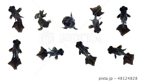 Group of black goldfish. Animal. 48124828