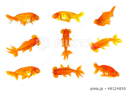 Group of goldfish and bubble eye goldfish. 48124830
