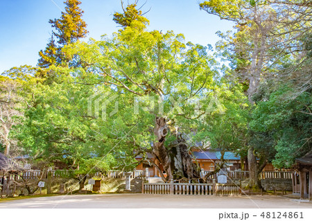 大山祇神社の御神木 天然記念物 乎知命御手植の楠 大山祇神社の御神木 天然記念物 乎知命御手植の楠 48124861