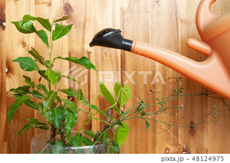 Watering the plant from plastic watering can 48124975