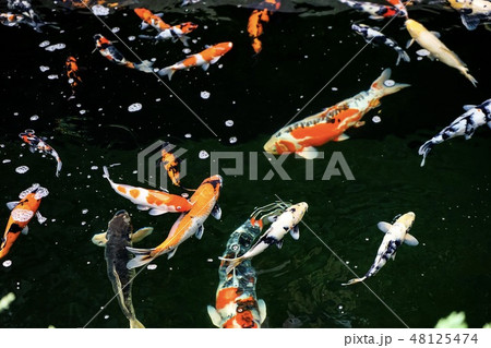 Koi fish are various colors of fish that are expen Koi fish are various colors of fish that are expen 48125474