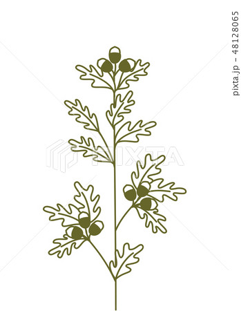 oak branch,vector hand drawing. Oak branch icon 48128065