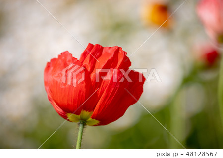 赤いポピーの花 千葉県船橋市の写真素材