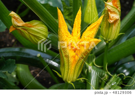 Courgette, Cucurbita pepo 48129306
