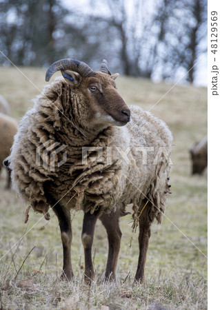 Rare Manx Loaghtan sheep grazing on grassland Rare Manx Loaghtan sheep grazing on grassland 48129569
