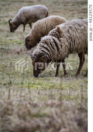 Rare breed of sheep grazing on grassland Rare breed of sheep grazing on grassland 48129570