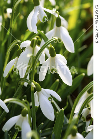Snowdrops growing in winter sunshine in lush grass Snowdrops growing in winter sunshine in lush grass 48129571