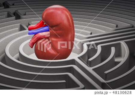 Human kidney organ in the labyrinth maze 48130628