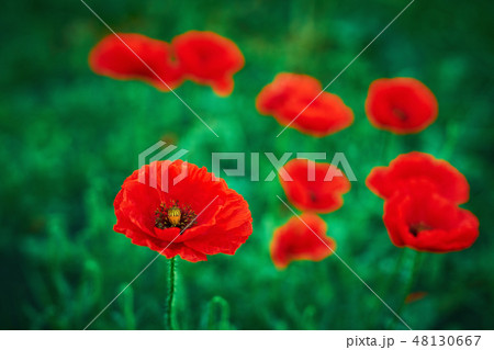 Selective focus on poppy flower,wild poppy flowers 48130667