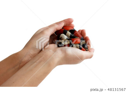 hands of a girl and Young Scarlet kingsnake Lampropeltis elapsoides. Nonpoisonous snake with a three 48131567