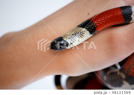 hand of a girl and Young Scarlet kingsnake Lampropeltis elapsoides. Nonpoisonous snake with a three 48131569